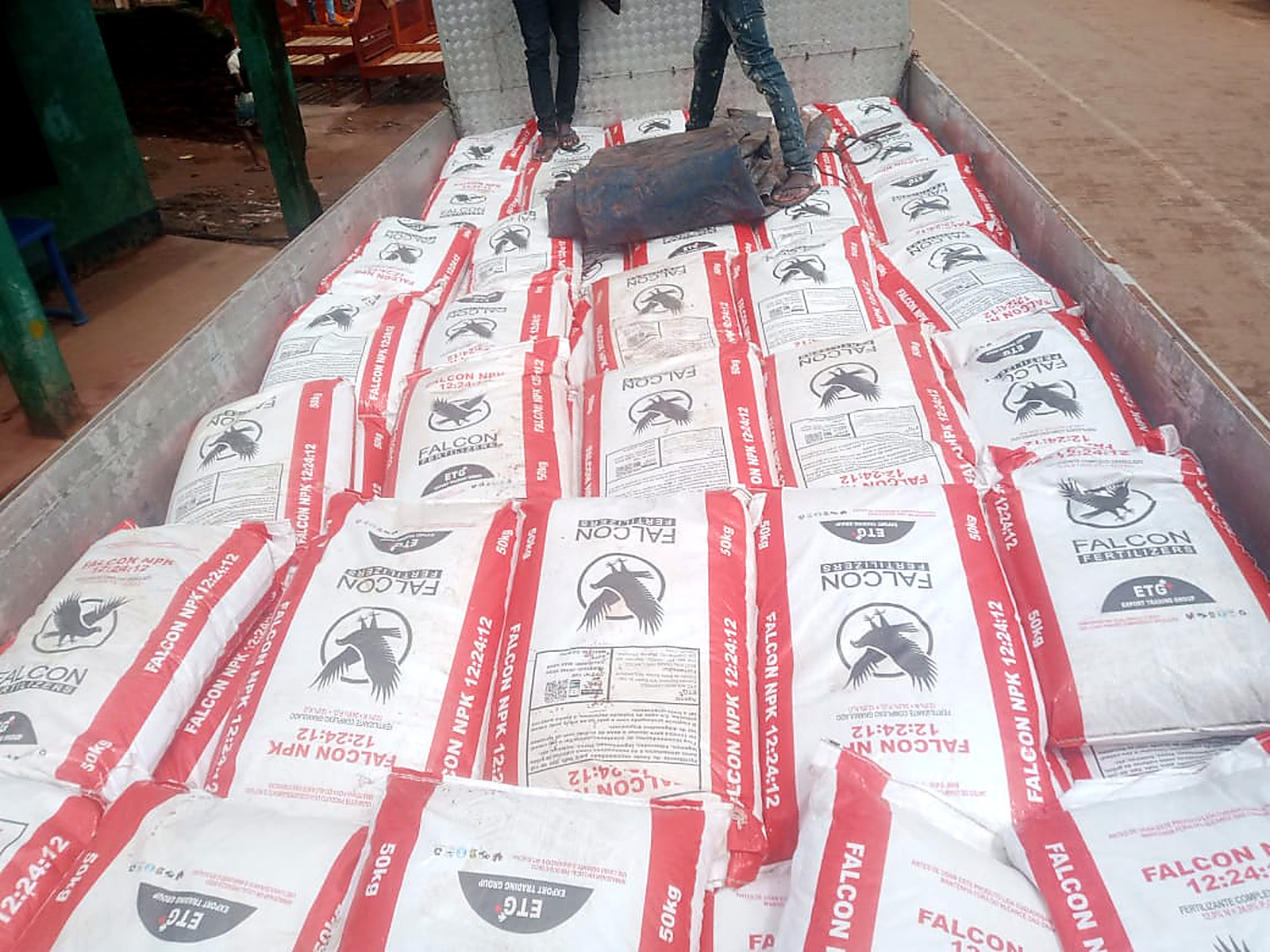 Golden Fay no terreno